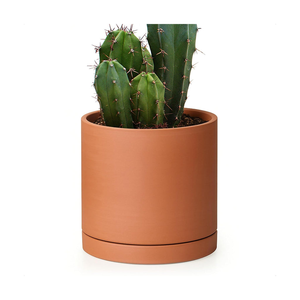 D'vine Dev Terracotta Plant Pot with Saucer, 6 Inch, 40-X-A-3 | Cylinder Shape, Timeless Style, Unglazed Terracotta