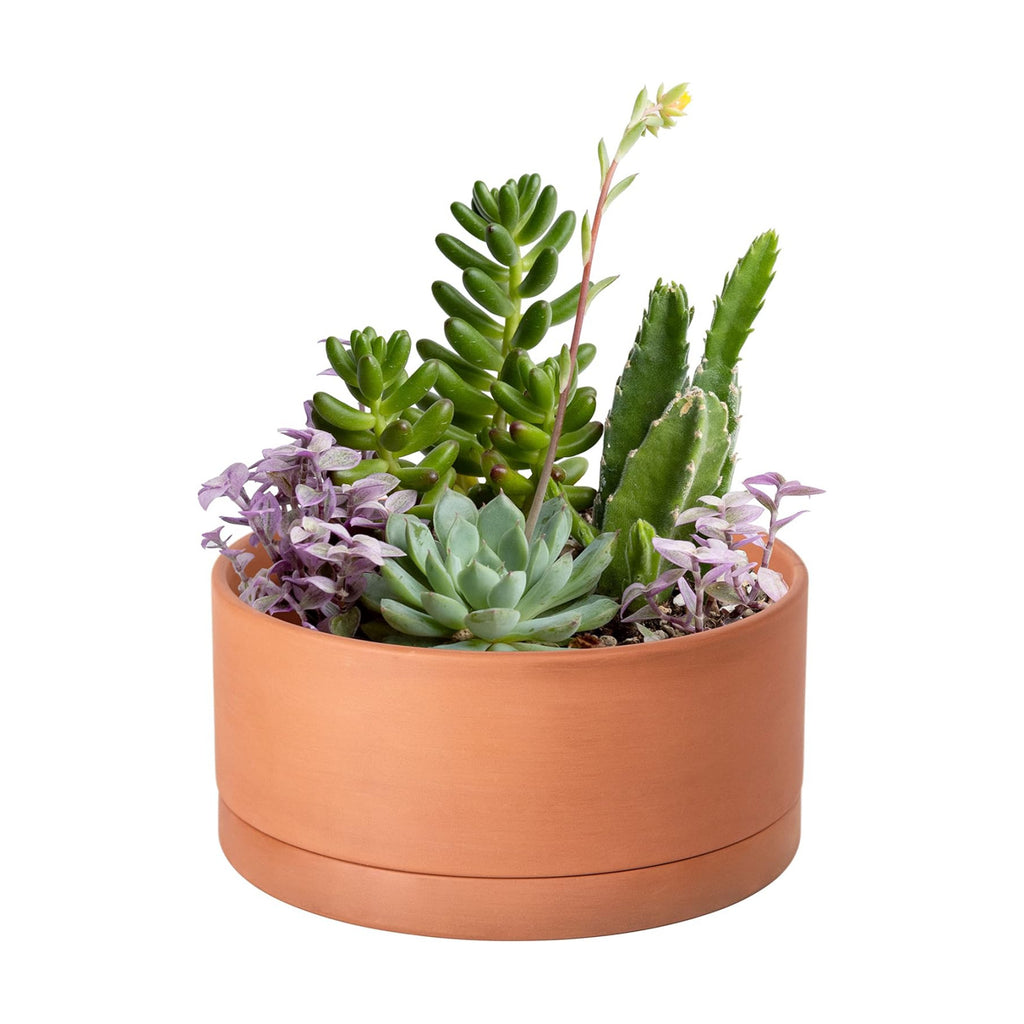 D'vine Dev Terracotta Shallow Planter Pot with Saucer, 8 in, 40-Y-A-0 | Wide Bowl Design, Unglazed Terracotta, Porous &