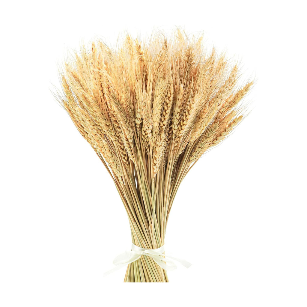 Uieke 17.7 Inches Dried Wheat Stalks, 200 Stems Dried Flowers 100% Natural Wheat for Home Kitchen Wedding Party Table Centerpiece Harvest Wreath Boho Farmhouse DIY Decoration