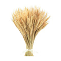 Uieke 17.7 Inches Dried Wheat Stalks, 200 Stems Dried Flowers 100% Natural Wheat for Home Kitchen Wedding Party Table Centerpiece Harvest Wreath Boho Farmhouse DIY Decoration