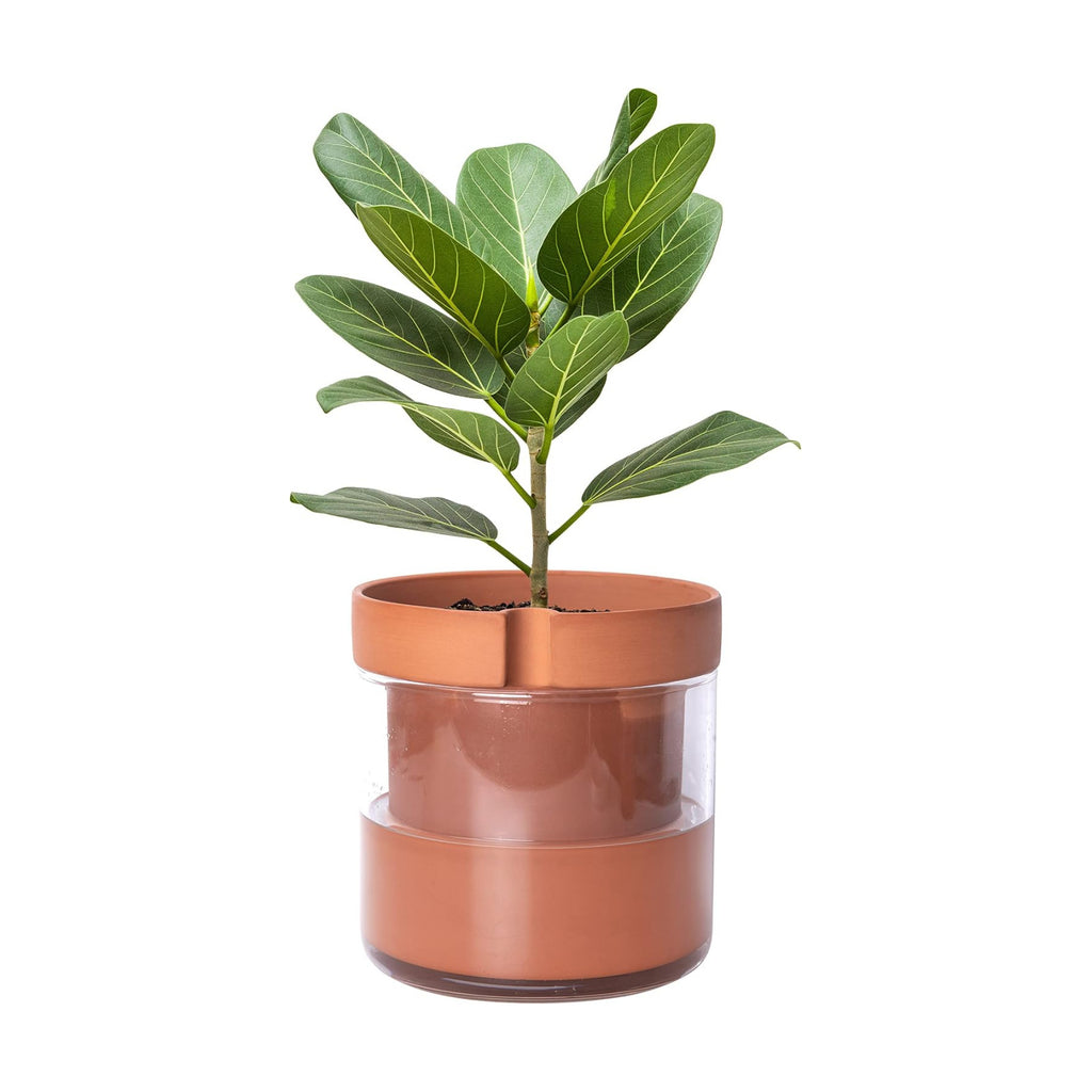 Phoenix Vine 8 Inch Self Watering Planter Pot, Terracotta Clay Pot with Glass Reservoir for Indoor Plants, Herbs