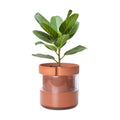 Phoenix Vine 8 Inch Self Watering Planter Pot, Terracotta Clay Pot with Glass Reservoir for Indoor Plants, Herbs