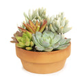 Live Succulents Assortment in Clay Pot, Garden Succulent Planter, Unique Gardening Gifts for Plant Lovers, Live