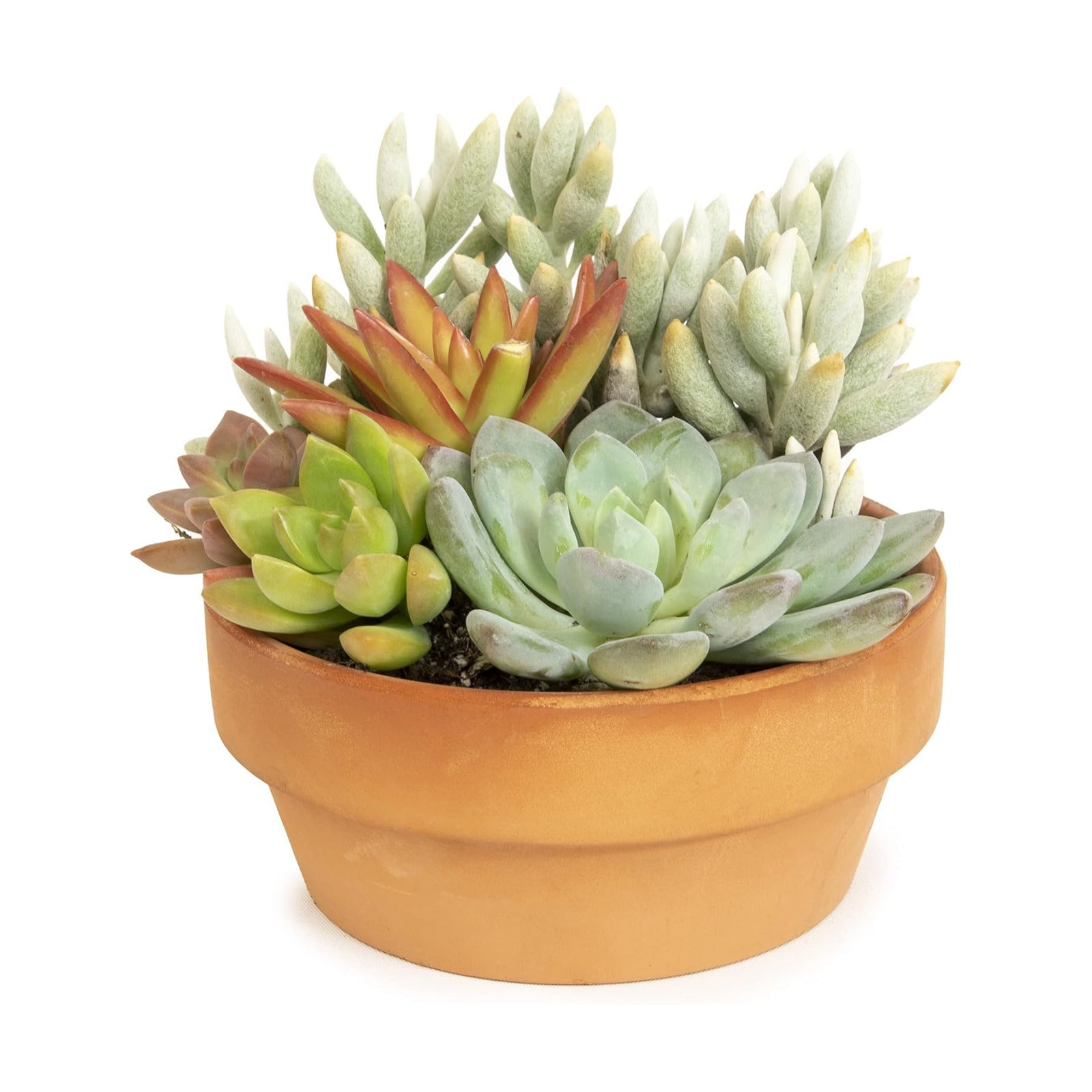 Live Succulents Assortment in Clay Pot, Garden Succulent Planter, Unique Gardening Gifts for Plant Lovers, Live