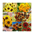 Eden Brothers Here Comes the Sun Flower Mixed Seeds for Planting, 1 lb, 480,000+ Seeds with Autumn Beauty, Lemon Queen