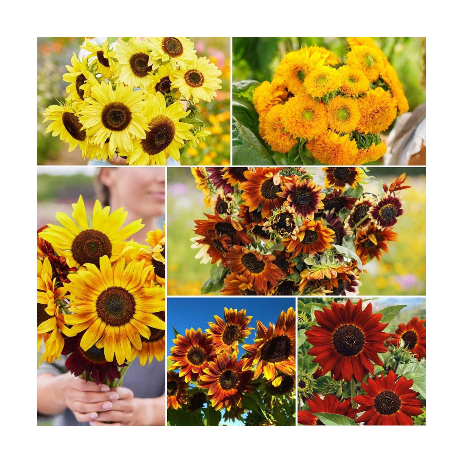 Eden Brothers Here Comes the Sun Flower Mixed Seeds for Planting, 1 lb, 480,000+ Seeds with Autumn Beauty, Lemon Queen