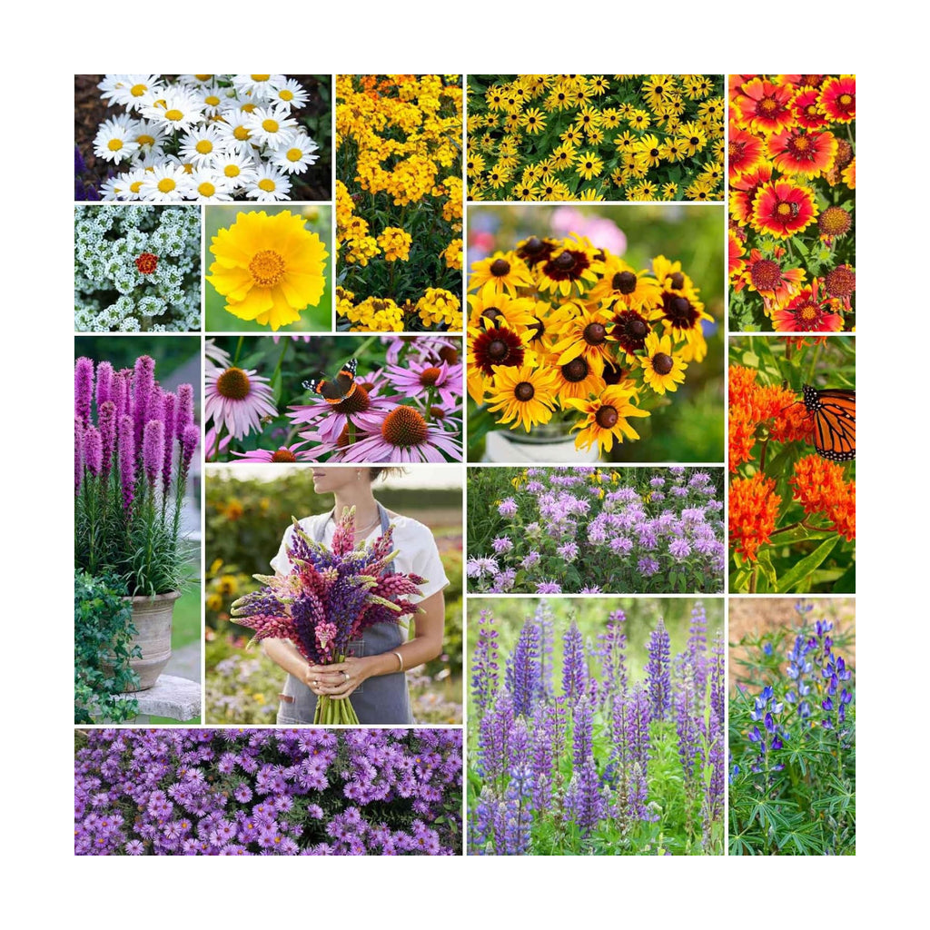 Eden Brothers Northeast All Perennial Wildflower Mixed Seeds, 1/4 lb | Mixed Seeds for Planting, 120,000+ Seeds with