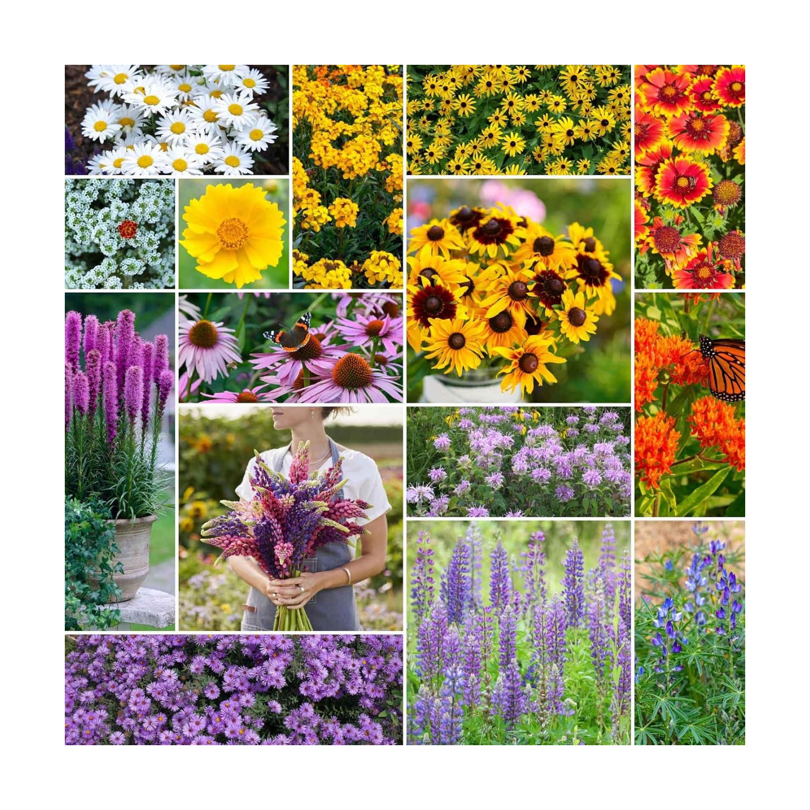 Eden Brothers Northeast All Perennial Wildflower Mixed Seeds, 5 lb | Mixed Seeds for Planting, 2,400,000+ Seeds with