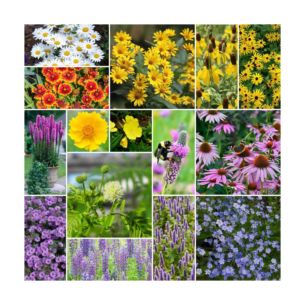 Eden Brothers Midwest All Perennial Wildflower Mixed Seeds, 5 lb | Mixed Seeds for Planting, 2,400,000+ Seeds with