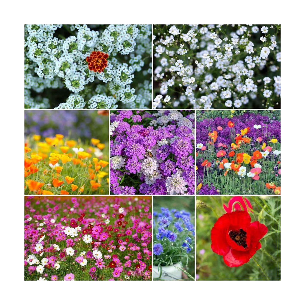 Eden Brothers Rugged Beauty Flower Mixed Seeds for Planting, 1 lb, 480,000+ Seeds with Cornflower Tall Blue, Candytuft