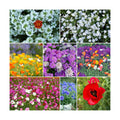 Eden Brothers Rugged Beauty Flower Mixed Seeds for Planting, 1 lb, 480,000+ Seeds with Cornflower Tall Blue, Candytuft
