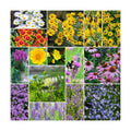 Eden Brothers Midwest All Perennial Wildflower Mixed Seeds, 1 lb | Mixed Seeds for Planting, 480,000+ Seeds with