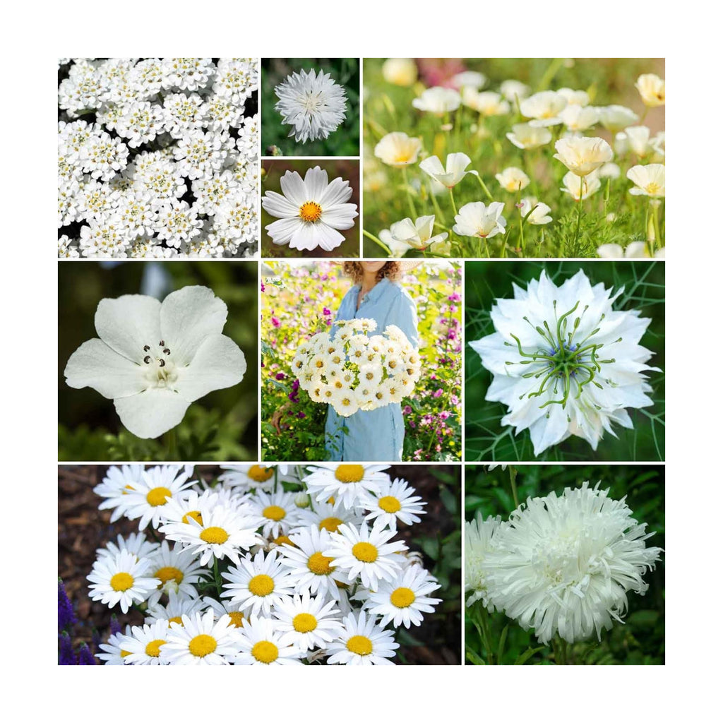 Eden Brothers Cloud 9 Flower Mixed Seeds for Planting, 1/4 lb, 120,000+ Seeds with White Candytuft, Cosmos Purity