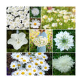 Eden Brothers Cloud 9 Flower Mixed Seeds for Planting, 1/4 lb, 120,000+ Seeds with White Candytuft, Cosmos Purity