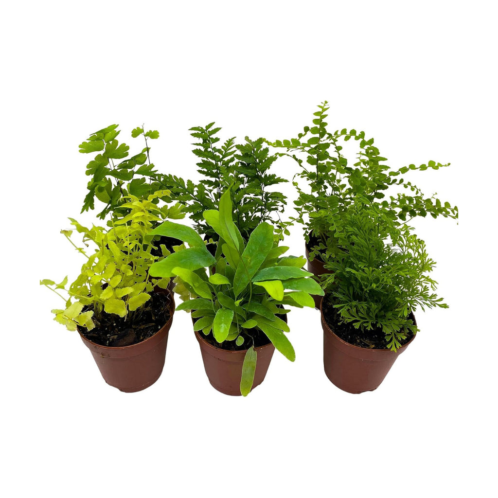 BubbleBlooms Fern Variety Assortment, 6 Different Ferns in 2 inch pots Tiny Mini Pixie Plants