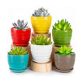 Elsjoy 6 Pack 4.3 Inch Ceramic Succulent Pots with Drainage and Attached Saucer, Small Decorative Succulent Planter