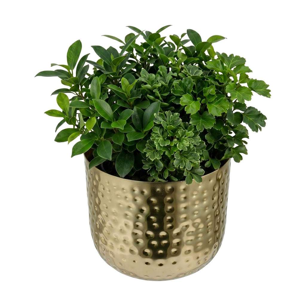 MyGift 6-Inch Shiny Brass Tone Metal Plant Pot with Hammered Texture, Cylindrical Indoor Succulent Planter