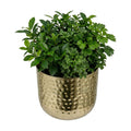 MyGift 6-Inch Shiny Brass Tone Metal Plant Pot with Hammered Texture, Cylindrical Indoor Succulent Planter