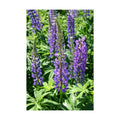 Non GMO Bulk Perennial Lupine Flower Seed (1/2 Lb)