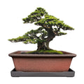 MUZHI Decorative Ceramic Bonsai Planter Pot 8.5 Inch with Tray, Breathable Unglazed Rectangle Terracotta Clay Pot for