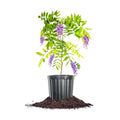 Perfect Plants Amethyst Falls Wisteria Live Plant, 1 Gallon, Vine | Fragrant purple blooms attract bees and