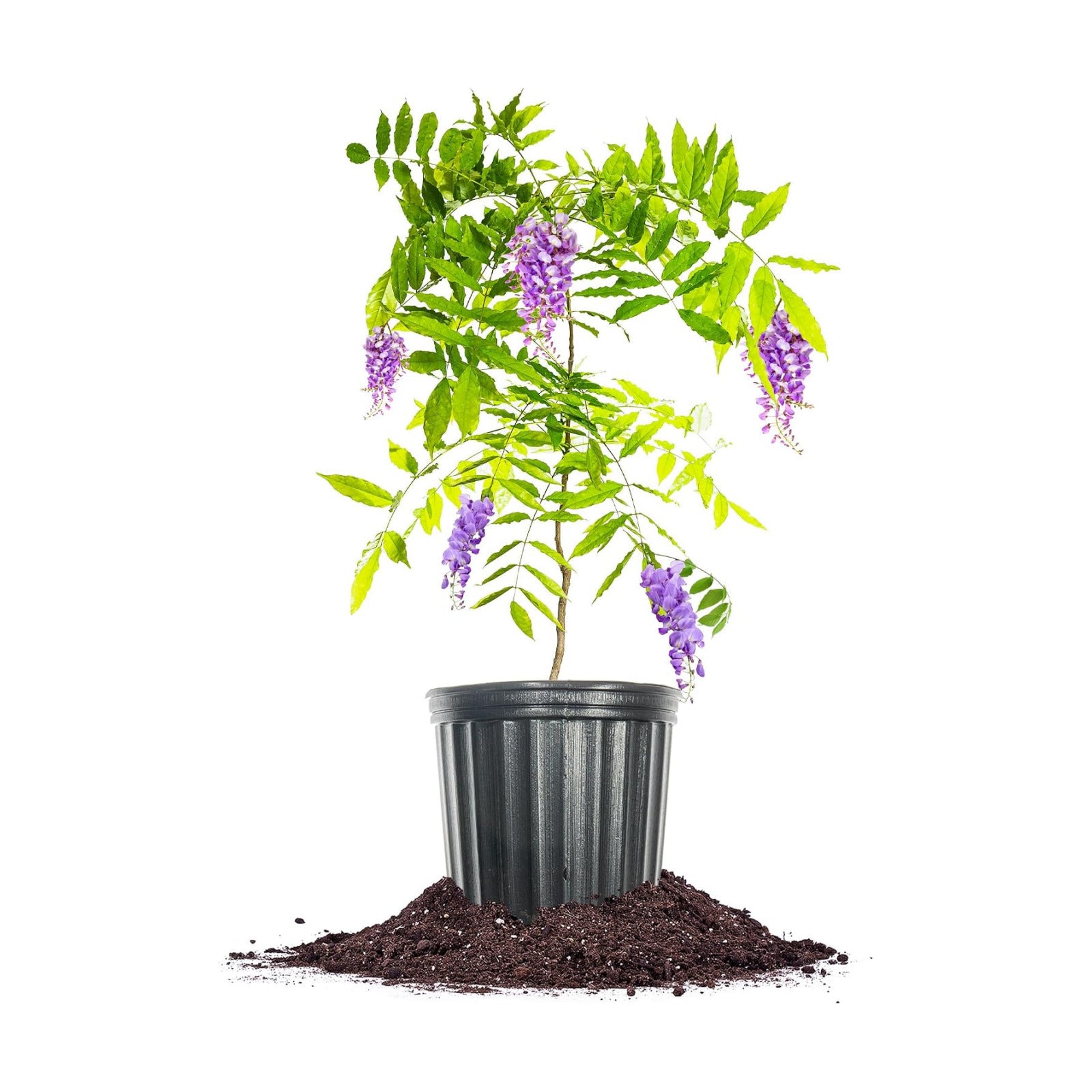 Perfect Plants Amethyst Falls Wisteria Live Plant, 1 Gallon, Vine | Fragrant purple blooms attract bees and
