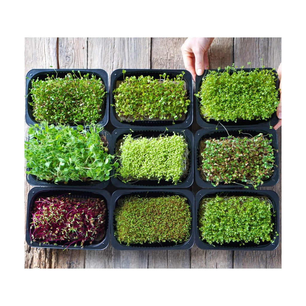 Microgreens Variety Pack (10 Varieties, 2 LBS+, Cabbage, Broccoli, Beet, Radish, Kale, Collard, Mustard, Arugula