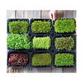 Microgreens Variety Pack (10 Varieties, 2 LBS+, Cabbage, Broccoli, Beet, Radish, Kale, Collard, Mustard, Arugula