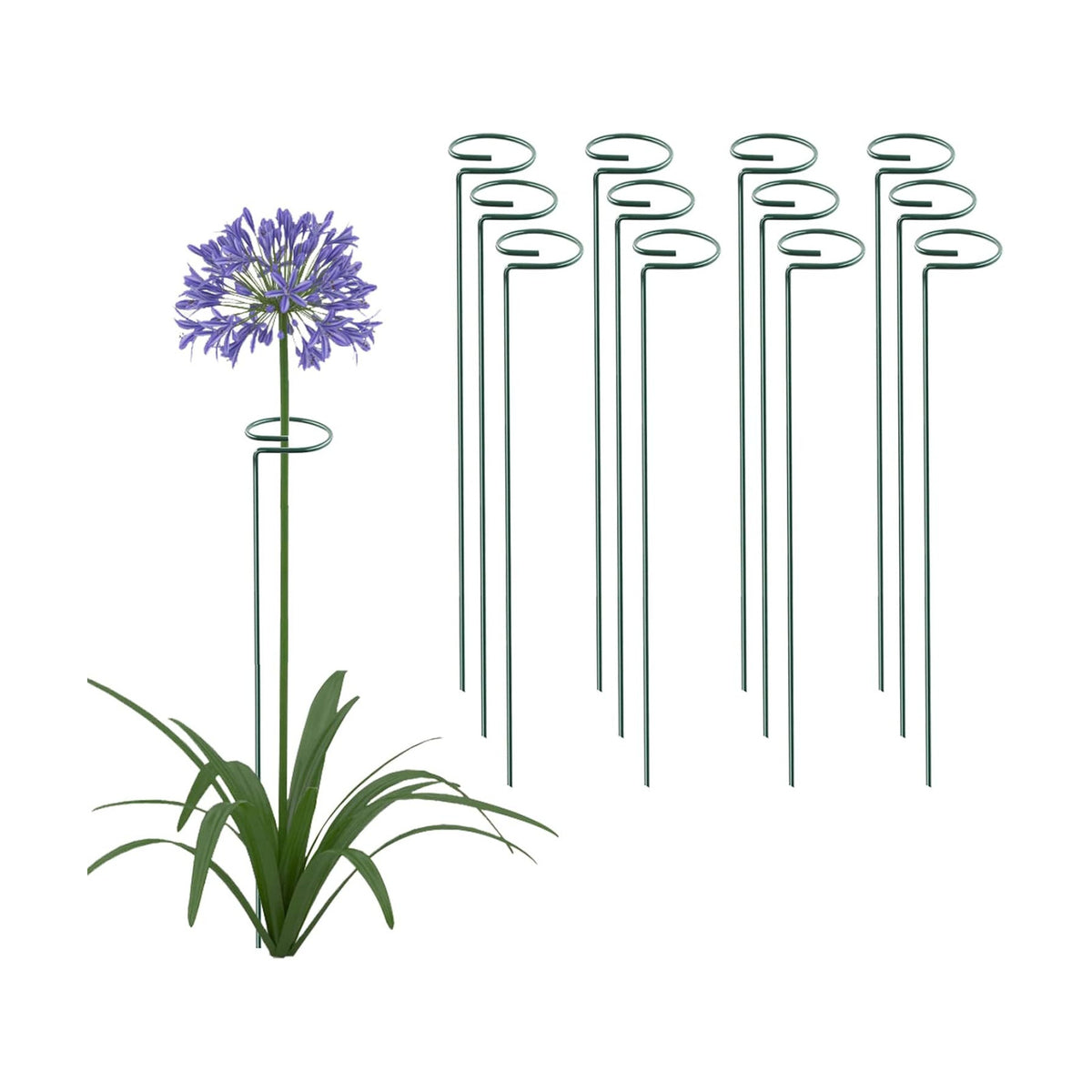 Thealyn 20 Pack 16 Inch Plant Support Stakes, Metal Single stemmed Flower Support Hoops，Garden Plant Stakes Plant Prop for Amaryllis Orchid Lily Rose Peony Tomatoes Gladiolus