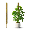 59" Natural Large Moss Pole for Big & Mature Plants, (1pc., 59'') | Forest Moss Surface, Monstera Plant Support, Rigid