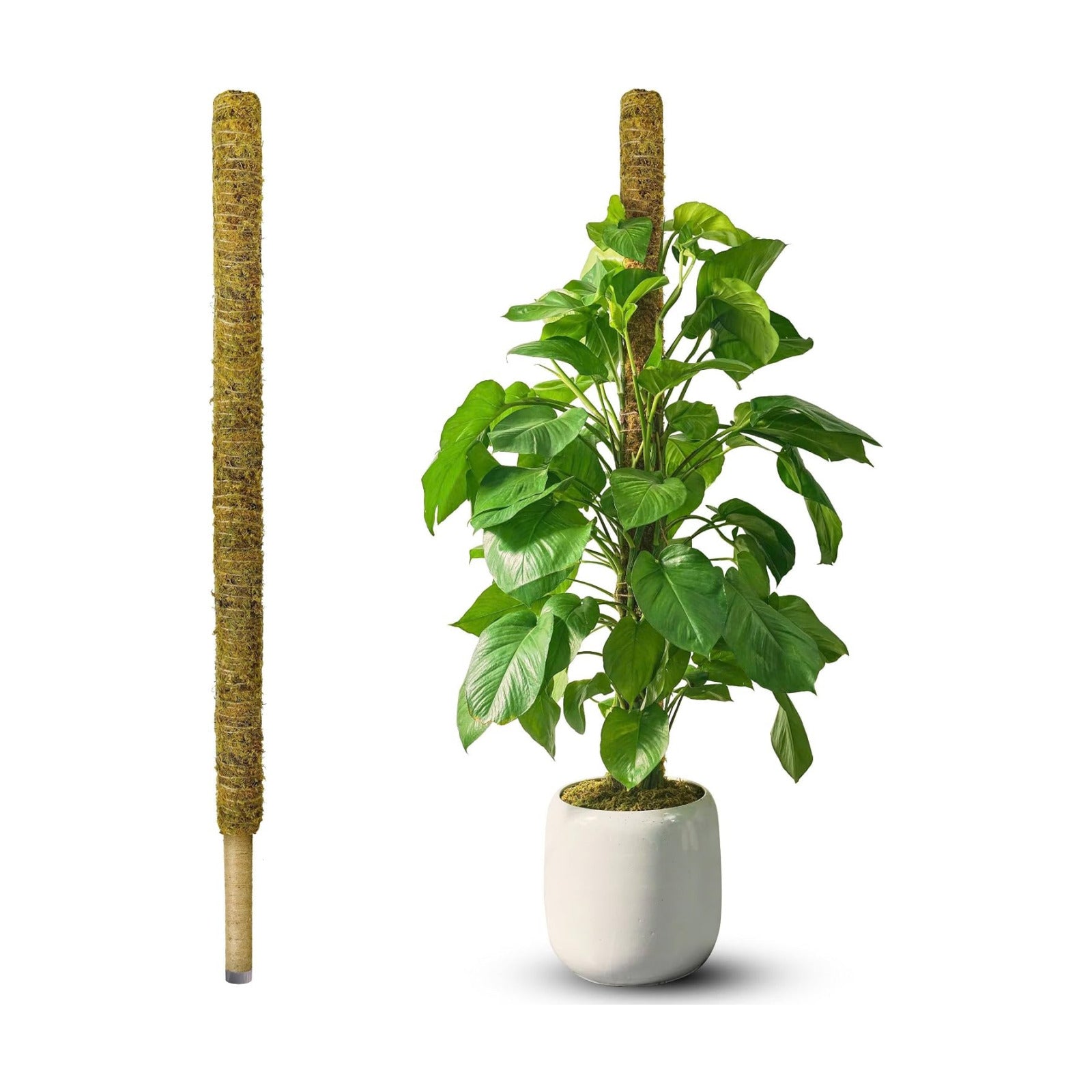 59" Natural Large Moss Pole for Big & Mature Plants, (1pc., 59'') | Forest Moss Surface, Monstera Plant Support, Rigid