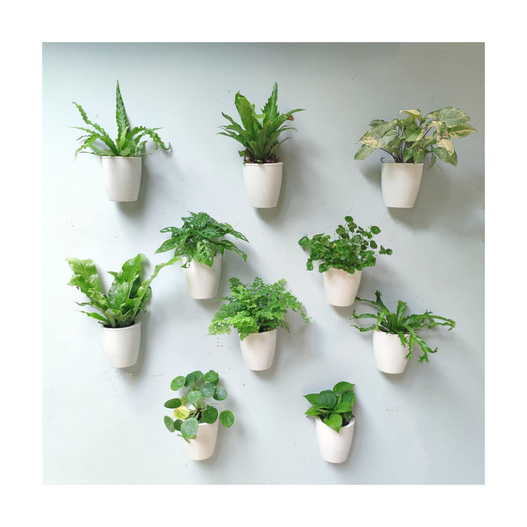 LaLaGreen Wall Planter for Indoor Plants (5in, 10 Pack) White Self-Watering | Wall Mounted Living Hanging Eco Wall