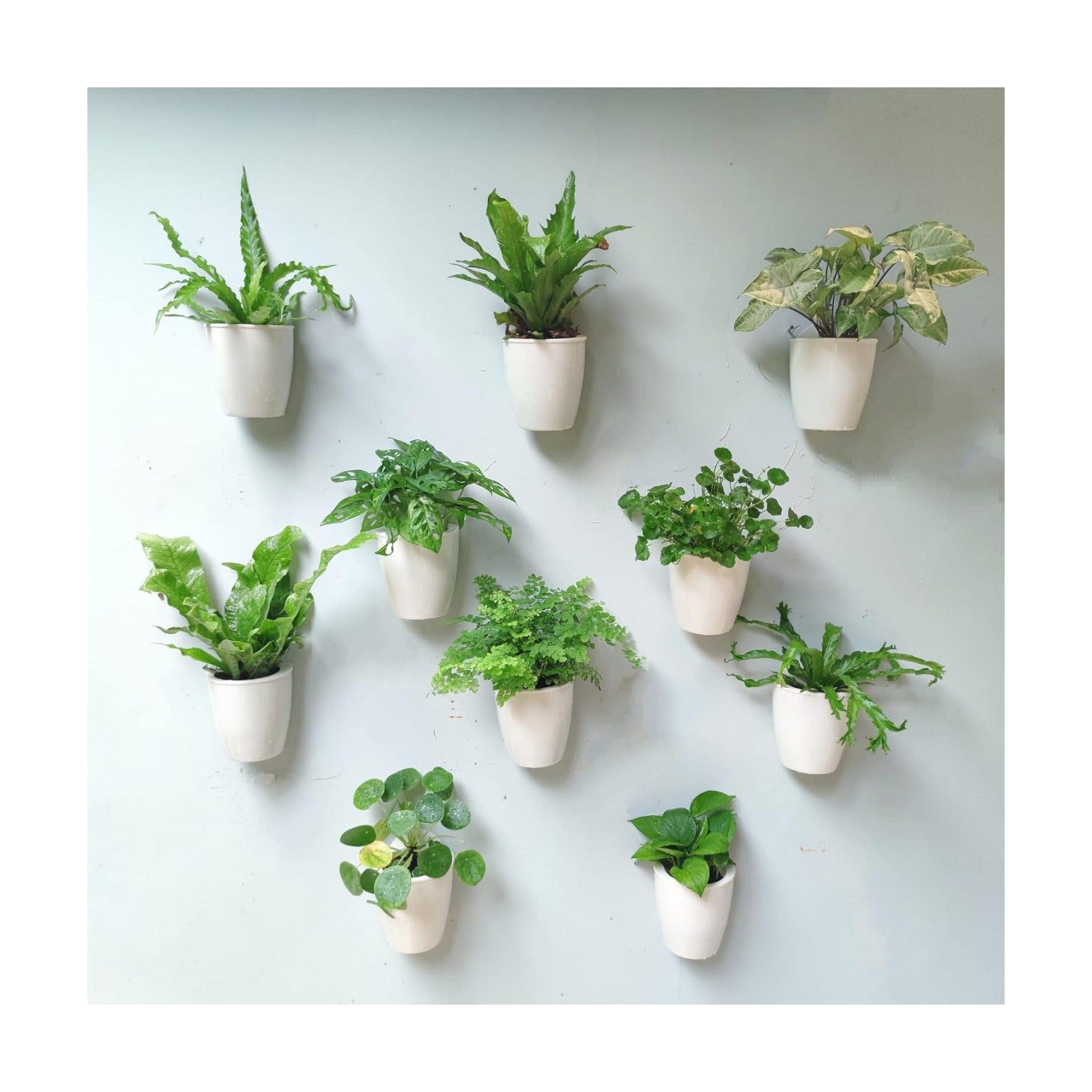 LaLaGreen Wall Planter for Indoor Plants (5in, 10 Pack) White Self-Watering | Wall Mounted Living Hanging Eco Wall