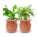 D'vine Dev Self Watering Terracotta Planter Pot, 6 in, 2-Pack, 37-Y-B-1 | Terracotta & Glass Design, Clear Water
