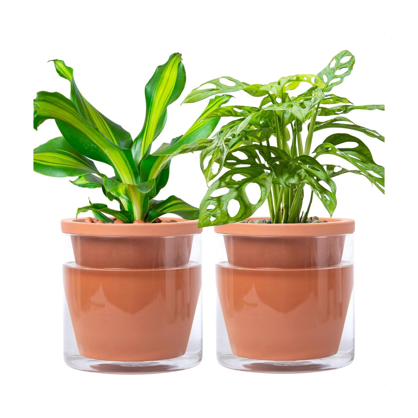D'vine Dev Self Watering Terracotta Planter Pot, 6 in, 2-Pack, 37-Y-B-1 | Terracotta & Glass Design, Clear Water