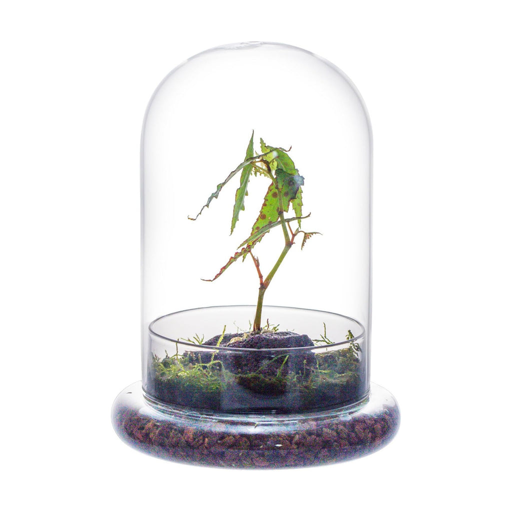 NCYP Glass Cloche Dome with Air Hole and Base, 5.9 x 5.9 x 8.2 Inches, Clear Terrarium Planter for Venus Flytrap, Small