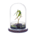 NCYP Glass Cloche Dome with Air Hole and Base, 5.9 x 5.9 x 8.2 Inches, Clear Terrarium Planter for Venus Flytrap, Small
