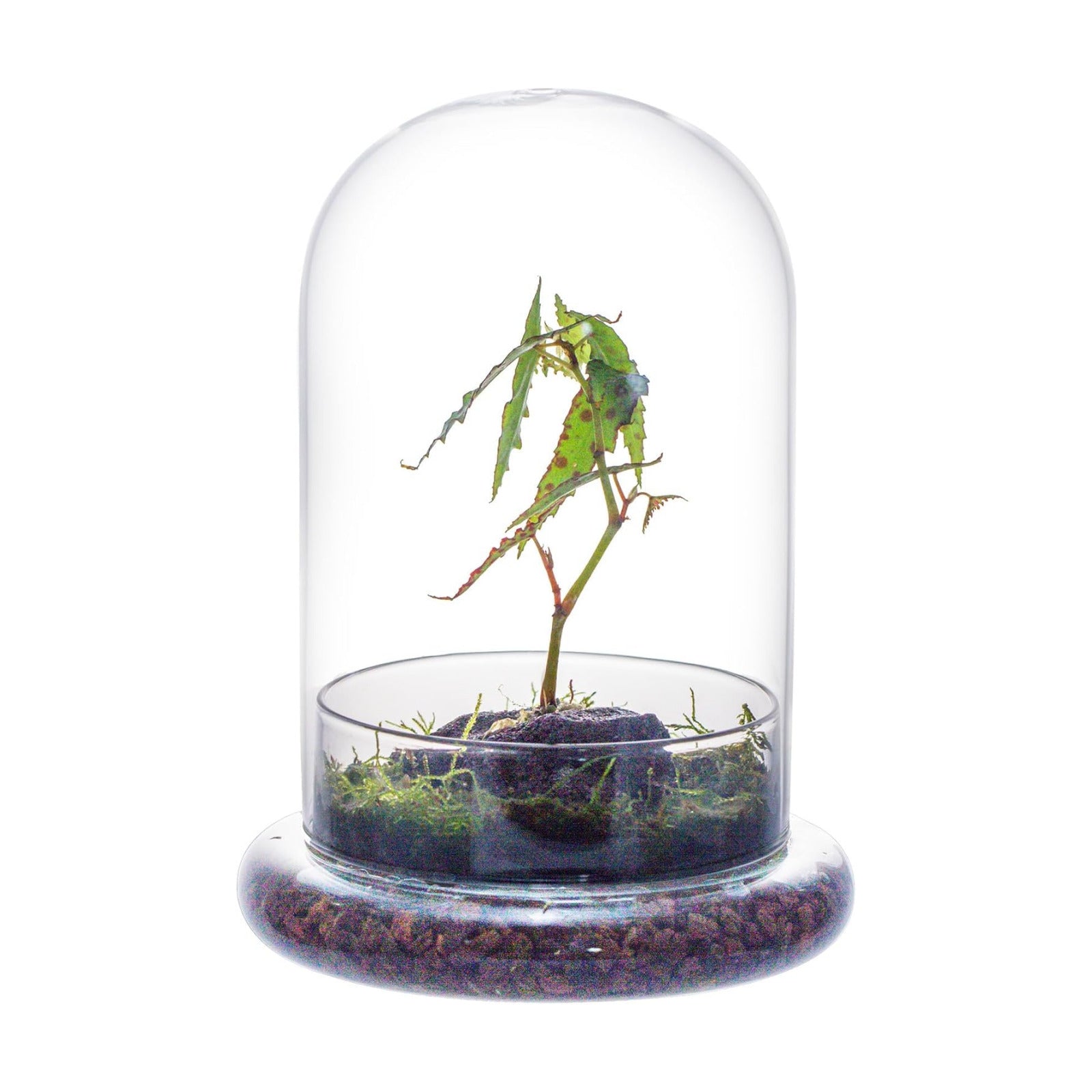 NCYP Glass Cloche Dome with Air Hole and Base, 5.9 x 5.9 x 8.2 Inches, Clear Terrarium Planter for Venus Flytrap, Small