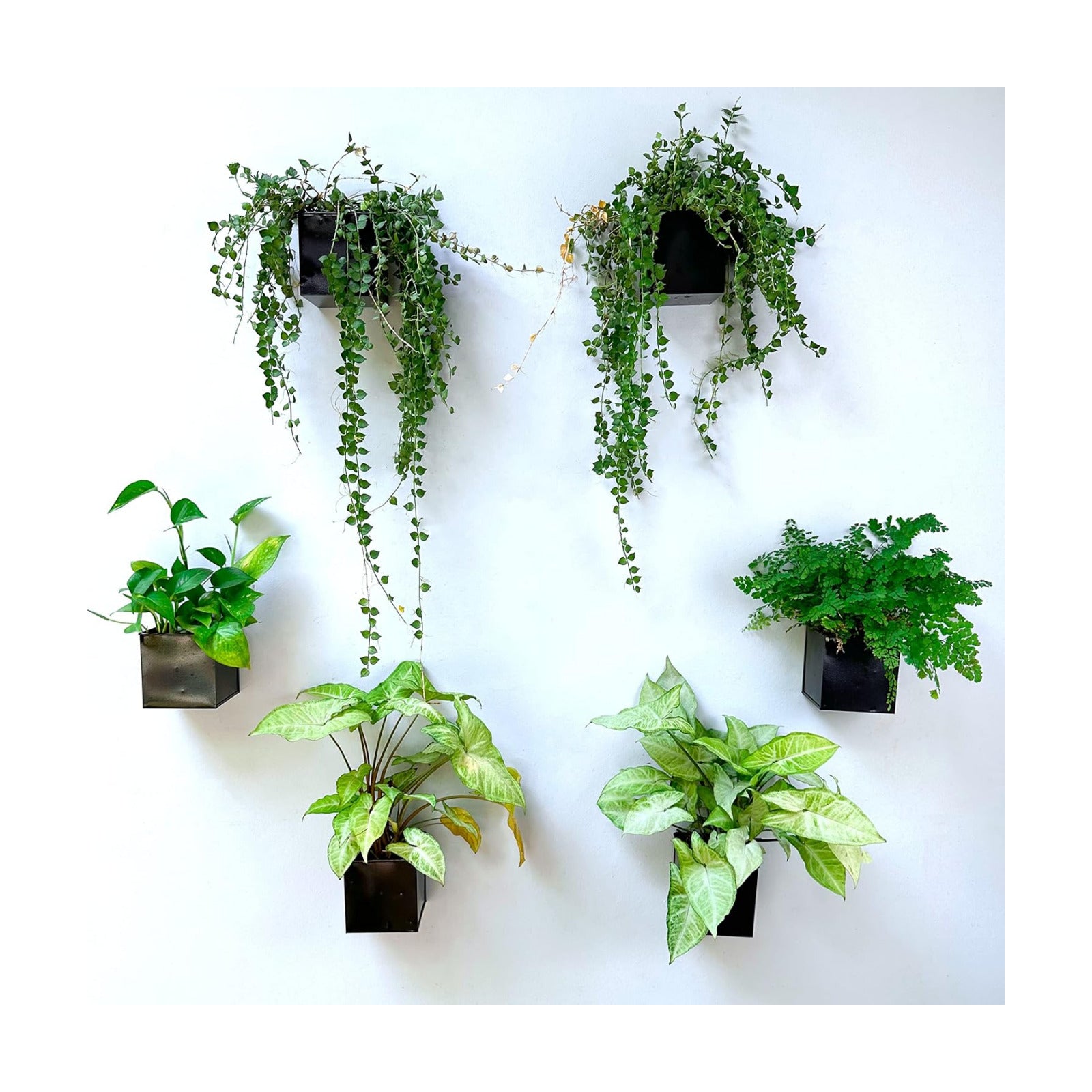 LaLaGreen Indoor Wall Planter (4 in, 6 Pack) Black Square Metal Wall Decor | Wall decor plant shelf black square small