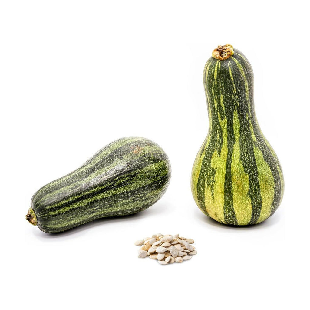 Cushaw Green Striped Pumpkin Seeds, Non-GMO Heirloom Variety Cucurbita argyrosperma, 575 Seeds of Large, Sweet-Fleshed