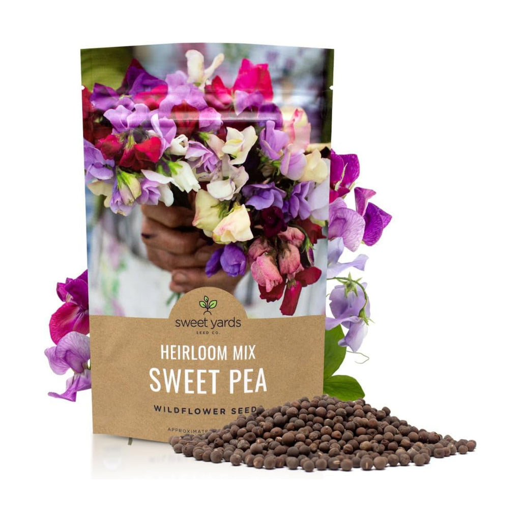Sweet Pea Seeds Heirloom Mix - Bulk 1/4 Pound Bag - Over 1,400 Seeds - Large Fragrant Lavender, Purple, Red, Pink and