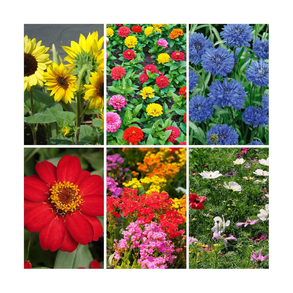 Sustainable Seed Co Organic Bouquet Cutting Flower Mix Seeds 1 Oz ~6,000+ | Seeds - 6 Varieties to Attract Butterflies