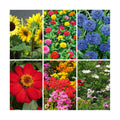 Sustainable Seed Co Organic Bouquet Cutting Flower Mix Seeds 1 Oz ~6,000+ | Seeds - 6 Varieties to Attract Butterflies
