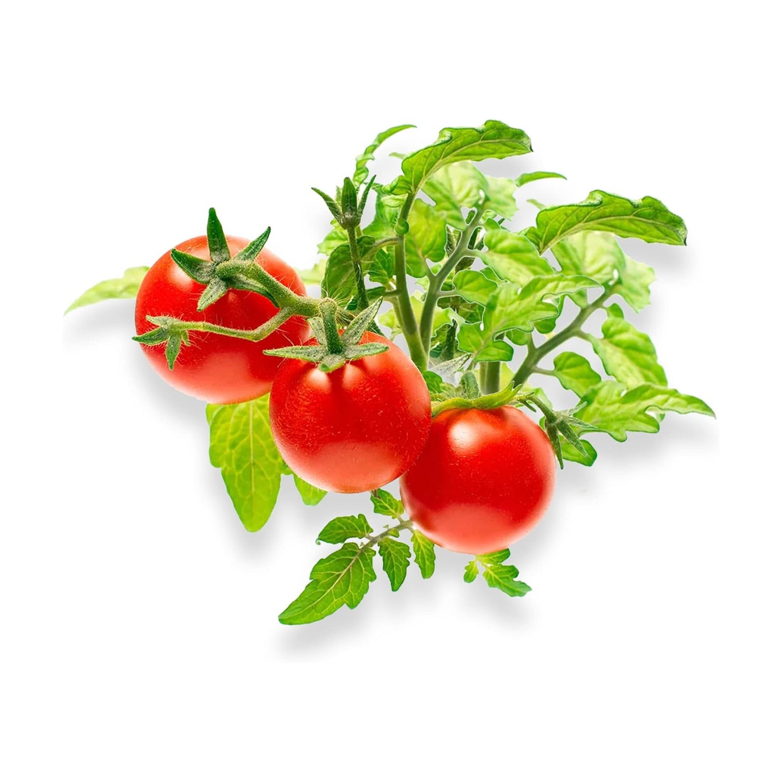 Gardeners' Choice Micro Tom Tomato Seed Pods with Plant Food, 10 Pods | Dwarf patio tomato; fits Click and Grow &