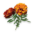 Gardeners' Choice Marigold Seed Pods with Plant Food, 10 Pods | Companion-planting flower; fits Click and Grow &