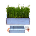 Wooden Cat Grass Planter (no Seeds Included) Anti Digging Design | with Potting Soil Disks, Anti-Digging Grid and