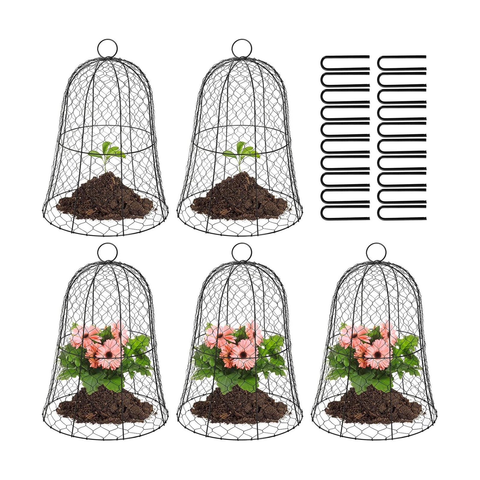 Coloch 5 Pack Garden Chicken Wire Cloche, 16x 13 Inches Black Dome Plant Protector Cover Strong Metal Garden Cloches