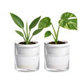 D'vine Dev Self-Watering White Terracotta Planter, 4 in, 2-Pack, 37-Y-A-2 | Terracotta & Glass Design, Clear Water