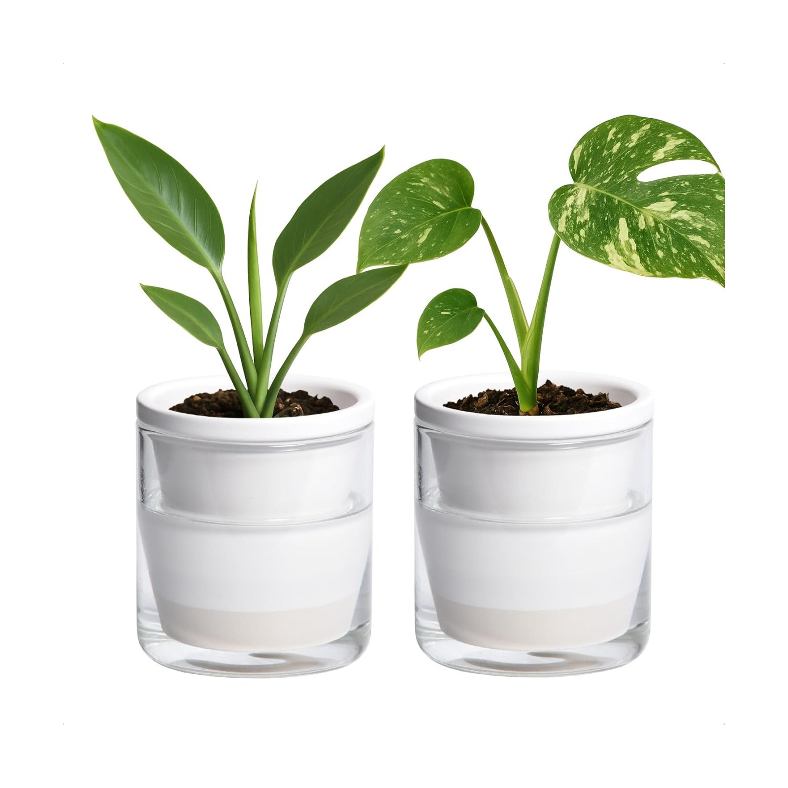 D'vine Dev Self-Watering White Terracotta Planter, 4 in, 2-Pack, 37-Y-A-2 | Terracotta & Glass Design, Clear Water