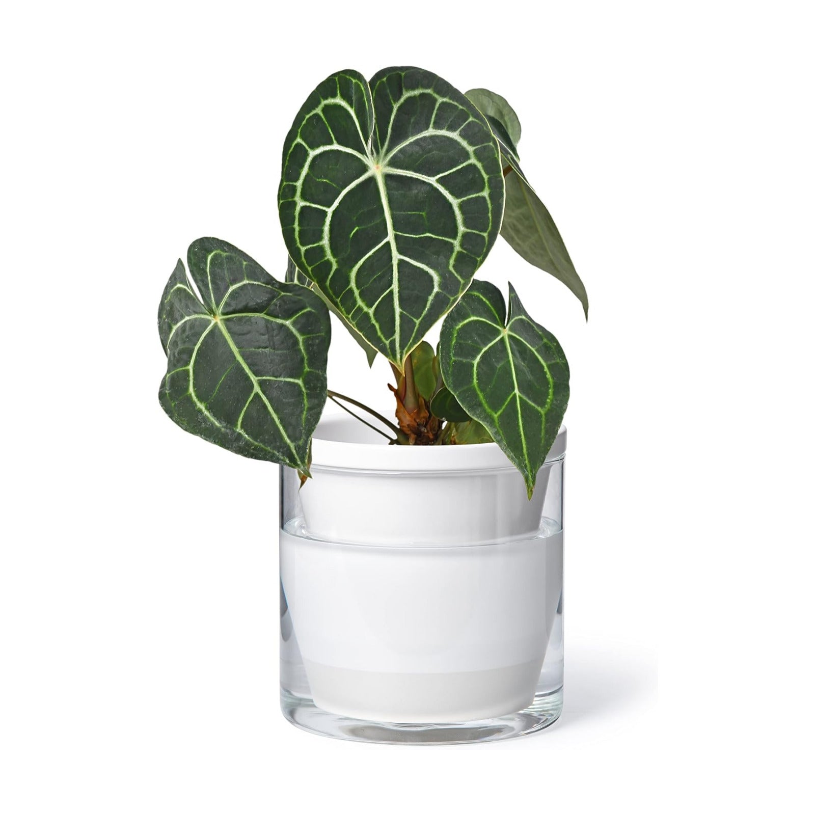 D'vine Dev Self-Watering White Terracotta Planter Pot, 6 in, 37-X-B-2 | Terracotta & Glass Design, Clear Water